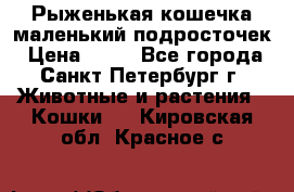 Рыженькая кошечка маленький подросточек › Цена ­ 10 - Все города, Санкт-Петербург г. Животные и растения » Кошки   . Кировская обл.,Красное с.